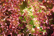 roter salat