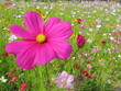 Cosmea magenta in bunter Blumenwiese
