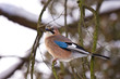Jay on snowy branch