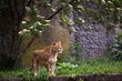 Photo: Lioness on the grass in Warsaw zoo Lioness on the grass in Warsaw zoo