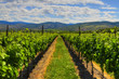 Vineyards and orchards. Osoyoos, B.C. Vineyards and orchards. Osoyoos, B.C.