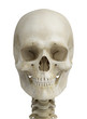 skull
