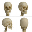 skull