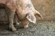 pig