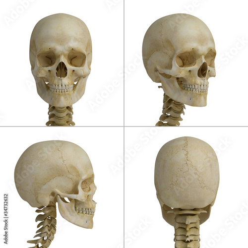 Ilustración: skull skull