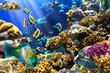 Coral colony and coral fish