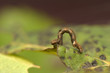 Geometer