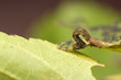 Geometer