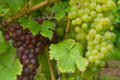 Weinreben 11.46