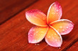 Drop of water on Plumeria, tropical flower