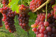 Weinreben 11.11