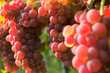 Weinreben 11.08