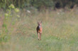 Reh, Roe deer, Capreolus capreolus