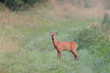 Reh, Roe deer, Capreolus capreolus