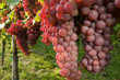 Weinreben 11.51