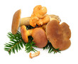 Verschiedene Pilze