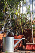 garden still life