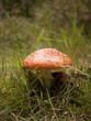 fliegenpilz