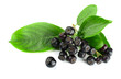 Branch of black chokeberry (Aronia melanocarpa)