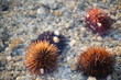 ricci di mare