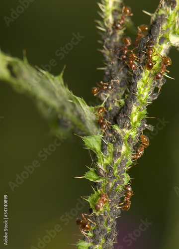 Photo: Ants milking aphids Ants milking aphids