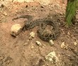 Burmese Python eats Rat 65