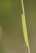 Symphyta