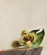 Autumn chestnuts