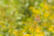 Lycena phlaeas