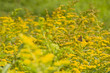 Lycena phlaeas