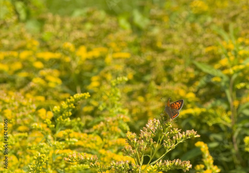 Foto: Lycena phlaeas Lycena phlaeas