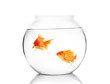 Pair of gold fish in the water bowl