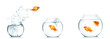 Gold fish jumping out of water in fishbowl