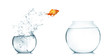 Foto: Gold fish jumping out of water in fishbowl Gold fish jumping out of water in fishbowl