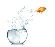 Foto: Gold fish jumping out of water in fishbowl Gold fish jumping out of water in fishbowl