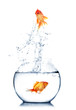Foto: Gold fish jumping out of water in fishbowl Gold fish jumping out of water in fishbowl