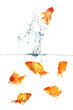 Gold fish jumping out of water in fishbowl