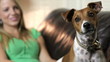 A curious little Jack-Rat Terrier looks at the Camera. A curious little Jack-Rat Terrier looks at the Camera.