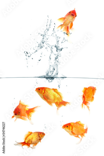 Foto: Gold fish jumping out of water in fishbowl Gold fish jumping out of water in fishbowl