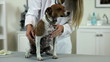 Video: Vet listens to Jack-Rat Terrier's breathing and heartbeat. Vet listens to Jack-Rat Terrier's breathing and heartbeat.