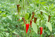Colorful pepper on tree