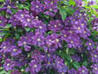 Waldreben - Clematis