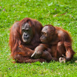Orangutan mother and child