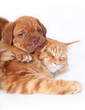 Cat and pup Cat and pup