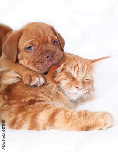 Photo: Cat and pup Cat and pup