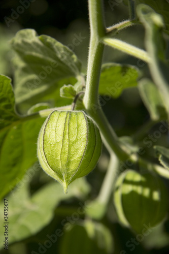 Foto: Physalis am Strauch Physalis am Strauch