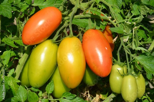 Foto: Reifende Tomaten Reifende Tomaten