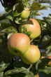 Foto: Äpfel am Baum Äpfel am Baum