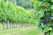 Viticulture bordelaise
