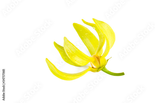 Photo: Ylang-Ylang flower on isolate background. Ylang-Ylang flower on isolate background.